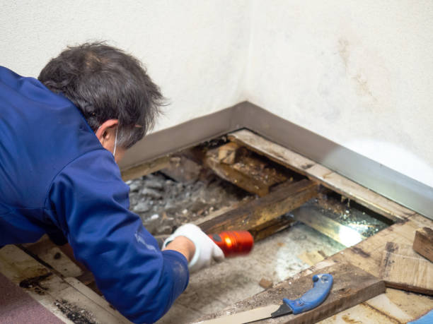 Best Mold Inspection  in Hitchcock, TX