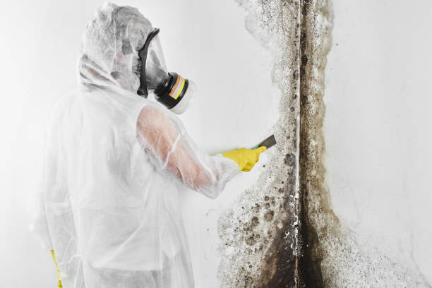 Best Mold Removal Company Near Me  in Hitchcock, TX