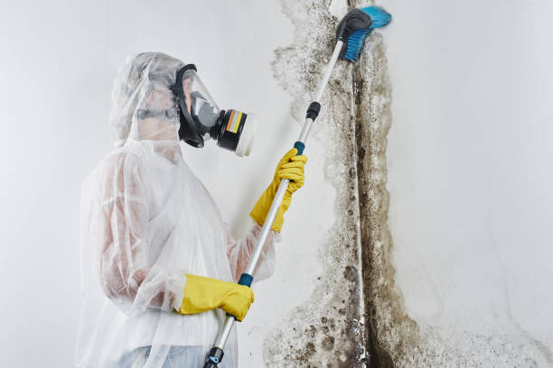 Best Toxic Mold Removal  in Hitchcock, TX