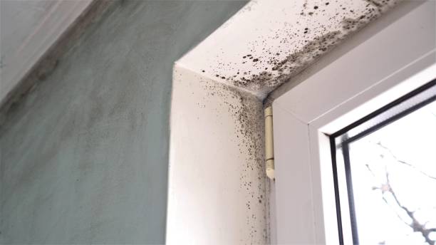 Best Residential Mold Removal  in Hitchcock, TX