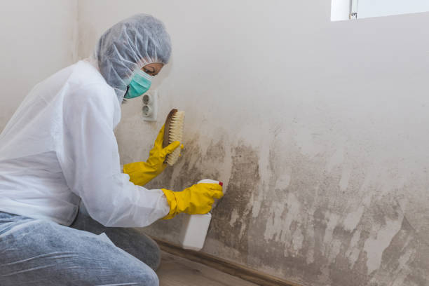 Best Certified Mold Removal  in Hitchcock, TX