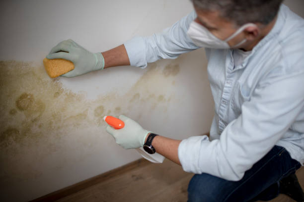 Best Mold Cleaning Services  in Hitchcock, TX