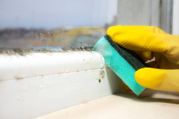 Best Best Mold Removal Companies  in Hitchcock, TX