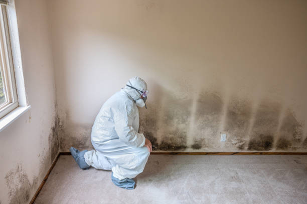 Home Mold Removal in Hitchcock, TX