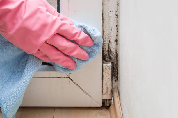 Best Office Mold Removal Services  in Hitchcock, TX